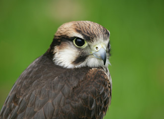 Lanner Falcon