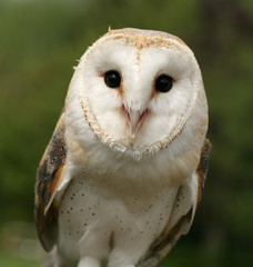 Barn Owl