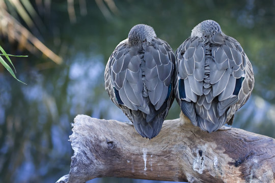 Two ducks on a log