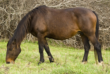 Fototapeta premium cavallo al pascolo
