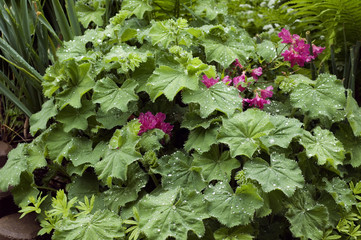 Regentropfen auf Frauenmantel