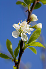 Ast von Apfelbaum mit Blüte vor blauem Himmel
