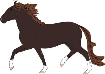 jeune pur-sang lusitanien