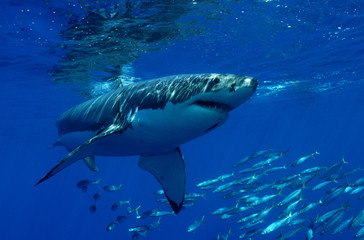 Great white shark
