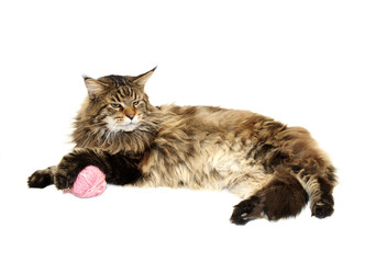maine coon cat with pink wool ball