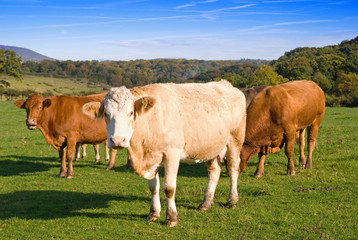 Fototapeta na wymiar Grupa krowa