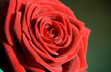 flower: red rose as postcard for example