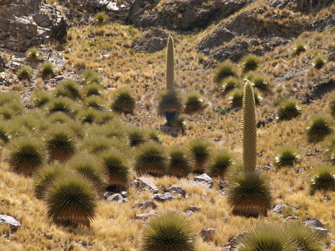 plante
