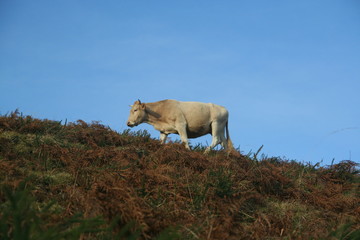 vache des pyrénées