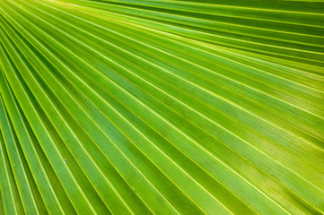 Fototapeta premium nature background green palm leaf