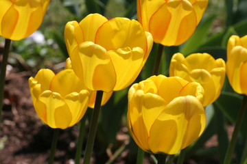Yellow Garden Tulips