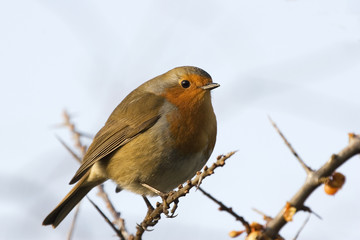 European robin