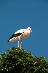 Stork on roo top (ivy covered)