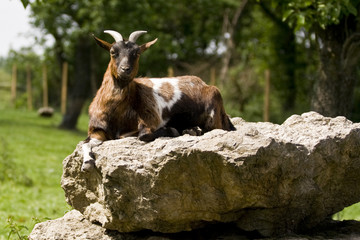 Geissbock