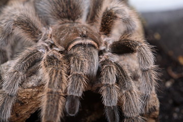 Vogelspinne