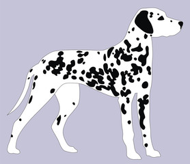 Dalmatian dog