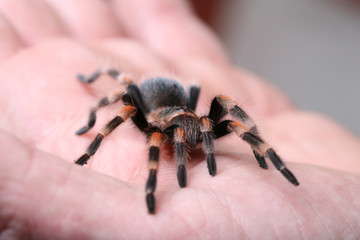 Vogelspinne