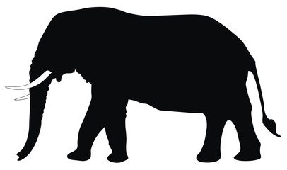 Fototapeta premium Elephant