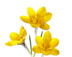 Yellow crocus flower