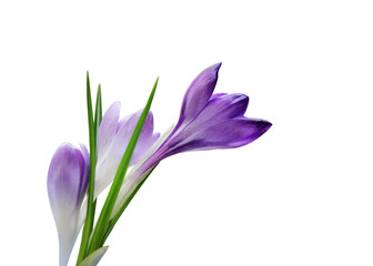 Three purple crocus flowers