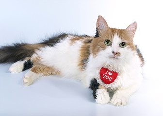 Tricoloured Valentine cat
