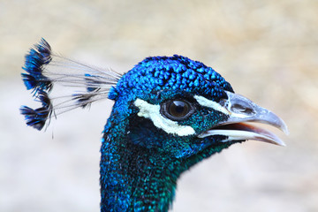 Peacock
