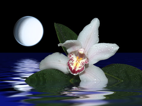 Orchidee bei Vollmond
