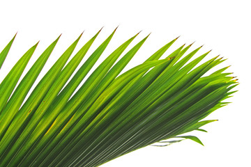 feuille de palmier-bonbonne sur un fond blanc