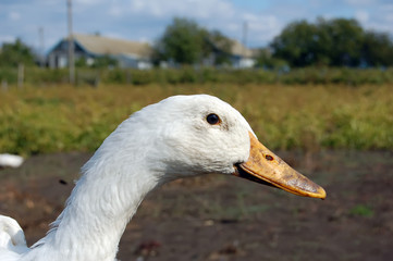 Duck in profile, view in village
