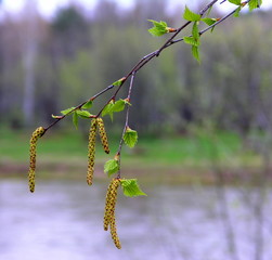 Spring. Ear-rings on a birch branch.