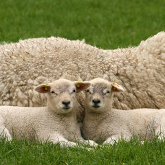 Two little lambs looking at you
