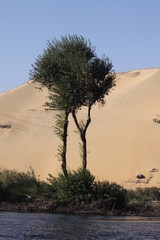 arbres et désert assouan