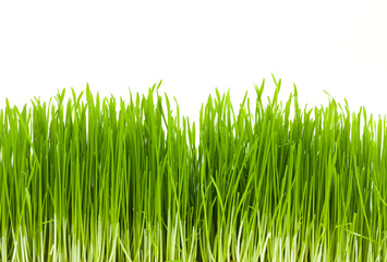 grass, isolated
