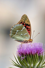 The butterfly-repejnitsa against a burdock(Vanessa cardui)