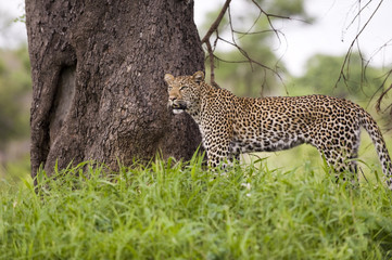 Leopard resting in the green at Kruger national park, South Afri