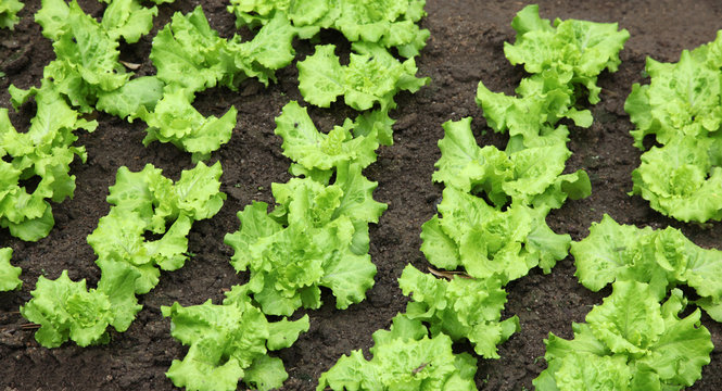 rows of lettuce growing in a garden