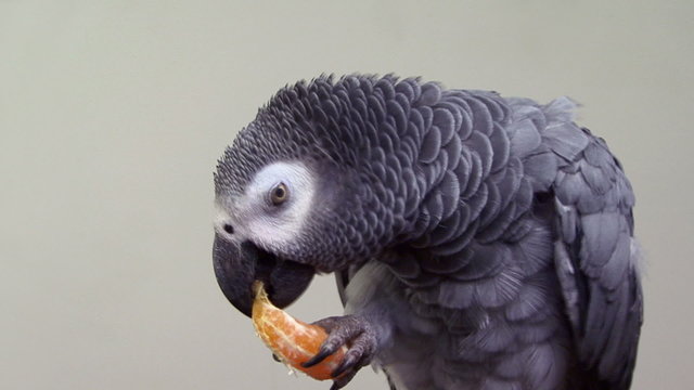 African Grey Parrot