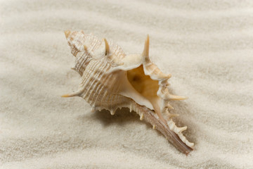 Closeup of a seashell on the white sand