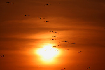 Flock of pelicans