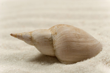 Closeup of a seashell on the white sand