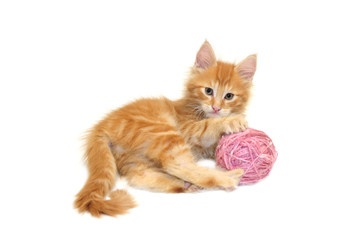 cute red kitten