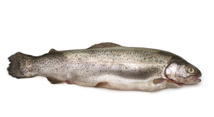 Fototapeta premium Fresh trout on white background.