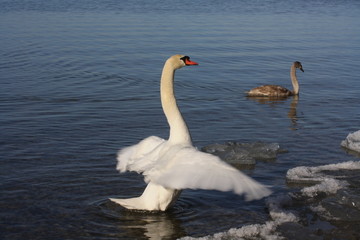 weißer Schwan