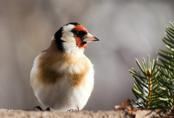 Goldfinch