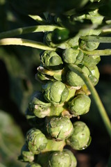 choux de bruxelles,chou,bruxelles,légume,légumes,vert