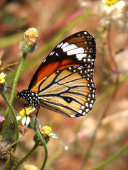 Monarch Butterfly