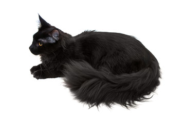 black maine coon cat