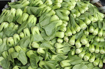 Baby Pak Choy (Chinese Cabbage)