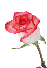 Coral Rose