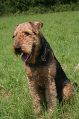 Airedale-Terrier